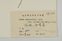 微糙三脈紫菀藏品圖，第3張