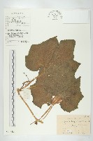 冬瓜藏品圖，第1張