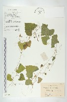 馬交兒藏品圖，第1張