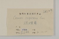 硫磺菊藏品圖，第3張