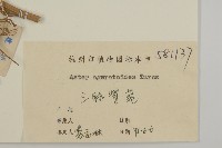 山白蘭藏品圖，第3張