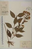 紫菀藏品圖，第1張