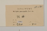 鱧腸藏品圖，第3張