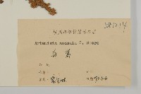 珍珠蒿、奇蒿藏品圖，第3張