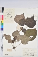 白背葉藏品圖，第1張