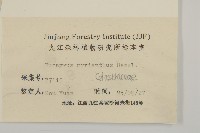 大果衛矛藏品圖，第3張