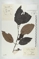 浙江柿藏品圖，第1張