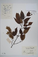 雷公鵝耳櫪藏品圖，第1張