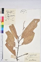 包槲柯藏品圖，第1張