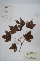 鈍角三峽槭藏品圖，第1張