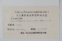 鈍角三峽槭藏品圖，第2張