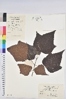 野桐藏品圖，第1張