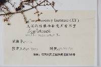 蔥木藏品圖，第2張