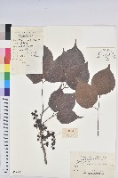 重陽木藏品圖，第1張