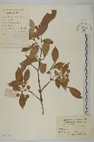 大果衛矛藏品圖，第1張