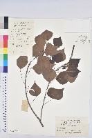 烏臼藏品圖，第1張