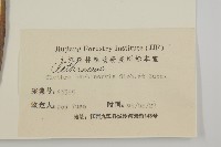 華東山柳藏品圖，第3張