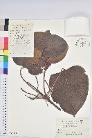 三年桐、光桐藏品圖，第1張