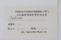 臺灣樹參藏品圖，第2張
