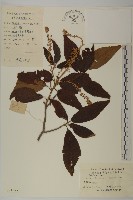 華東山柳藏品圖，第1張