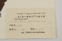 華東山柳藏品圖，第3張