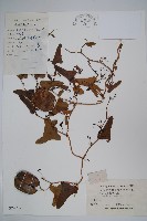 馬兜鈴藏品圖，第1張