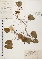 千金藤、金線吊烏龜藏品圖，第1張