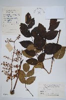 蔥木藏品圖，第1張