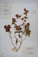 臺灣糯米條藏品圖，第1張