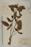 白朮藏品圖，第1張