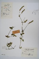 爵床、六角英藏品圖，第1張