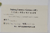 爵床、六角英藏品圖，第2張