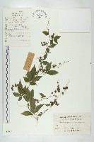 絞股藍藏品圖，第1張