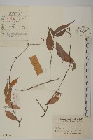 永瓣藤藏品圖，第1張