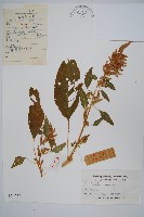 繁穗莧藏品圖，第1張