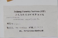 繁穗莧藏品圖，第2張