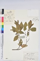 馬銀花藏品圖，第1張