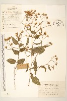 蔓黃菀藏品圖，第1張