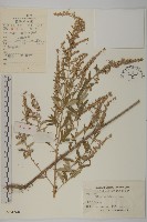 魁蒿藏品圖，第1張