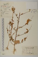 藜、灰藜藏品圖，第1張