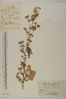 油菊、野菊藏品圖，第1張