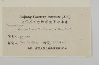 油菊、野菊藏品圖，第3張