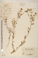 白頂飛蓬藏品圖，第1張