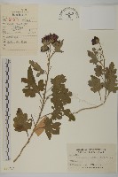 菊花藏品圖，第1張