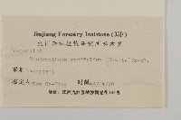 菊花藏品圖，第3張