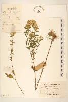 一枝黃花藏品圖，第1張