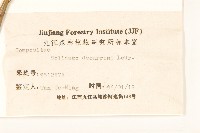 一枝黃花藏品圖，第3張