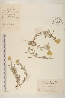 秋鼠麴草藏品圖，第1張