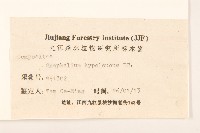 秋鼠麴草藏品圖，第3張