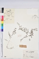 地錦藏品圖，第1張